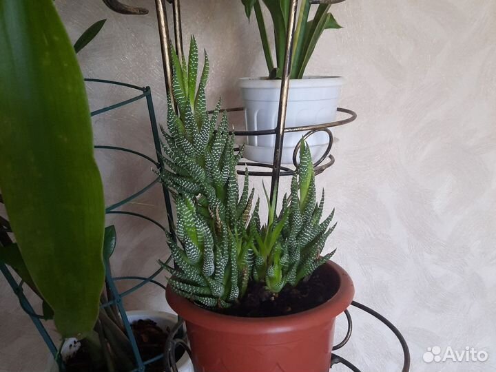 Комнатные растения цветы