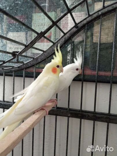 Корелла/птенцы