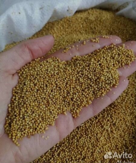 Горчица сидераты от 20 кг