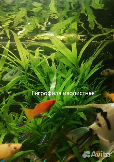 Растения для аквариума