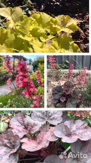 Гейхеры сортовые