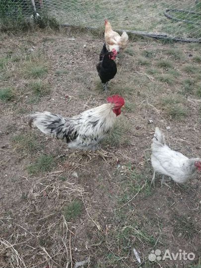 Куры доминант