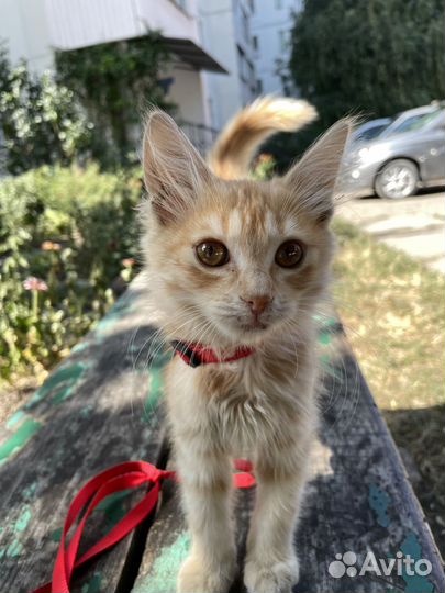 Кот в добрые руки