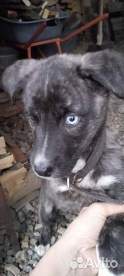 Отдам в добрые руки