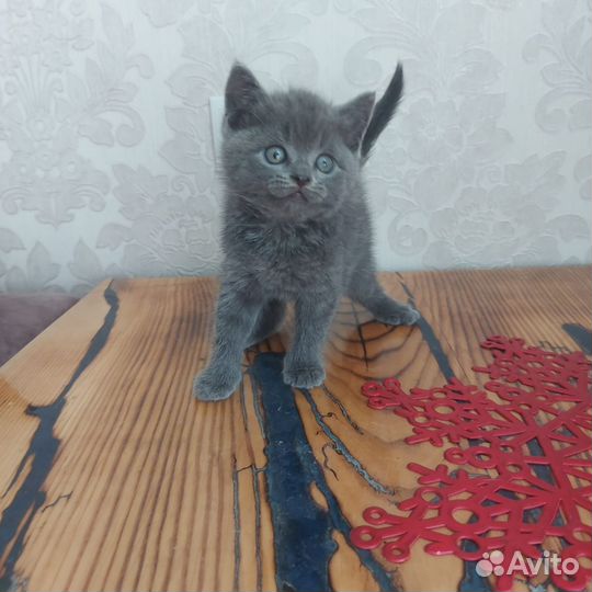 Британский котик