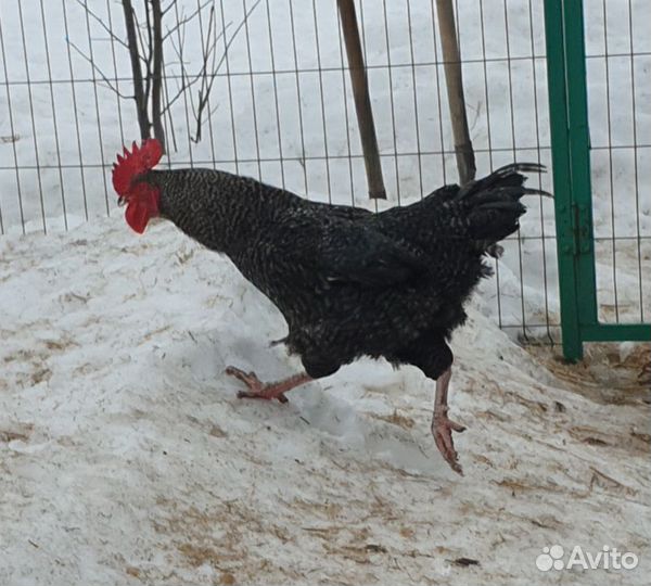 Петух породы Венгерский доминант