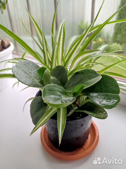 Пеперомия туполистная с хлорофитумом