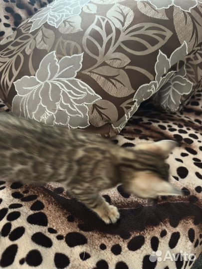 Бенгальская