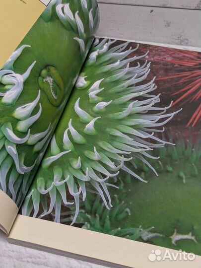 Книга Джон Клементс 