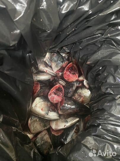 Отходы от рыбного производства