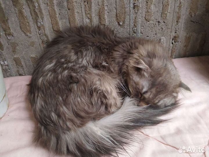 Кошка в дар