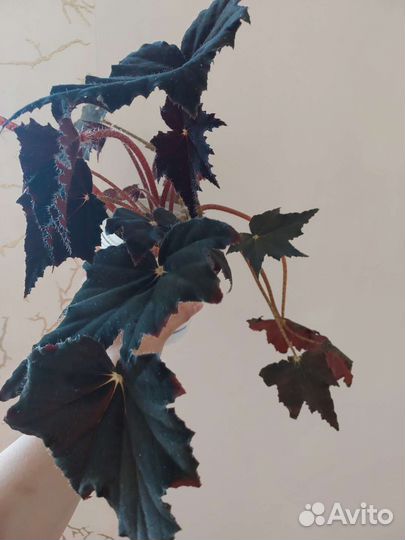 Бегония черный бархат