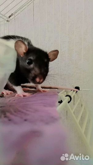 Крыски дамбо