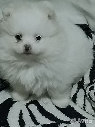 Померанский шпиц медвежьего типа