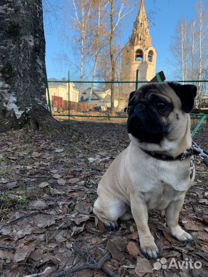 Мопс вязка мальчик
