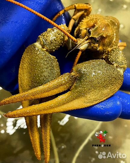 Раки живые и варёные волжские в розницу/оптом