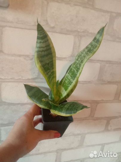 Эухарис,сансивьерия