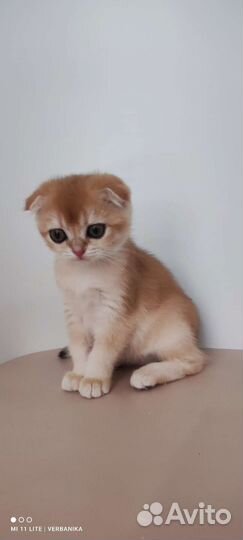 Золотые шиншилы