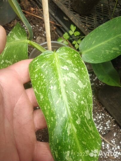 Филодендрон Имбе Вайт марбл