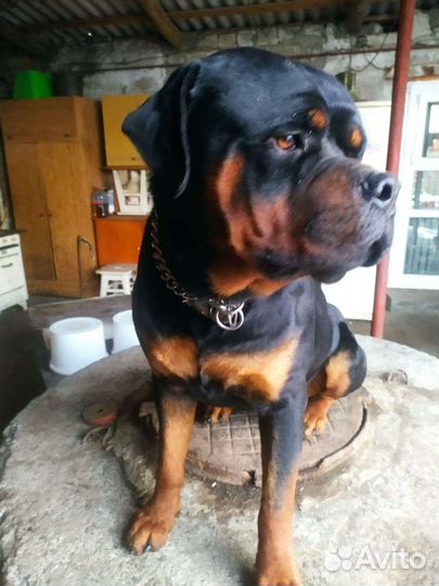 Ротвейлер вязка
