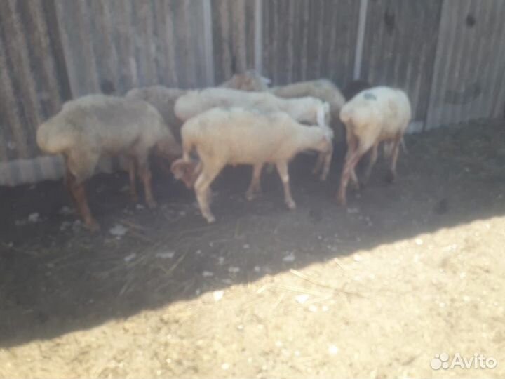 Овцы бараны
