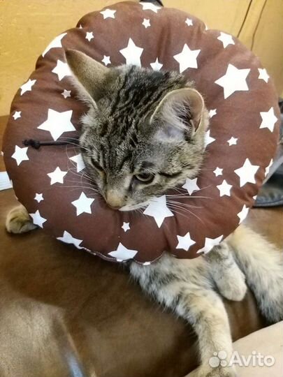 Воротник для кошек