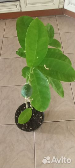 Лимонное дерево привитое