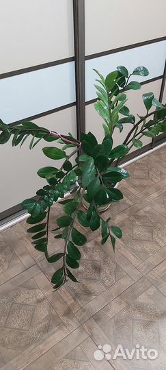 Замиокулькас