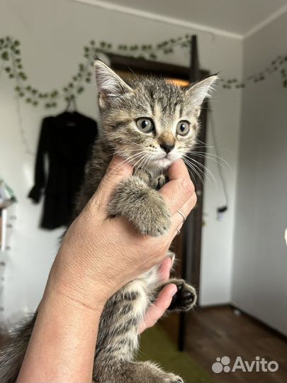 Шотландские вислоухие котята