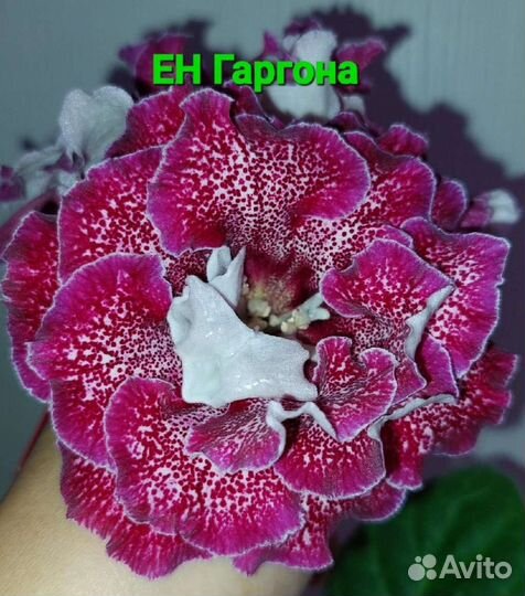 Глоксиния махровая. Листы, клубни, детки