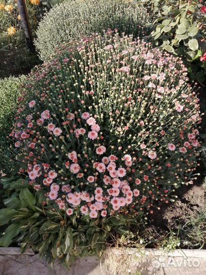 Хризантемы мультифлора