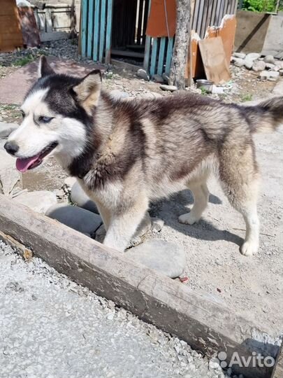 Сибирский хаски