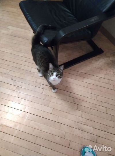 Отдам кота в добрые руки