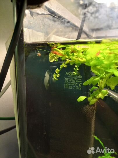 Креветка аквариумная красный огонь