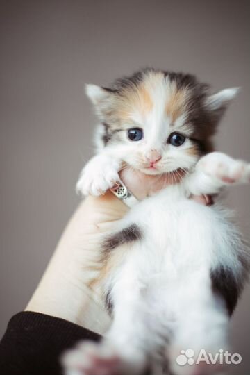 Пушистые котята