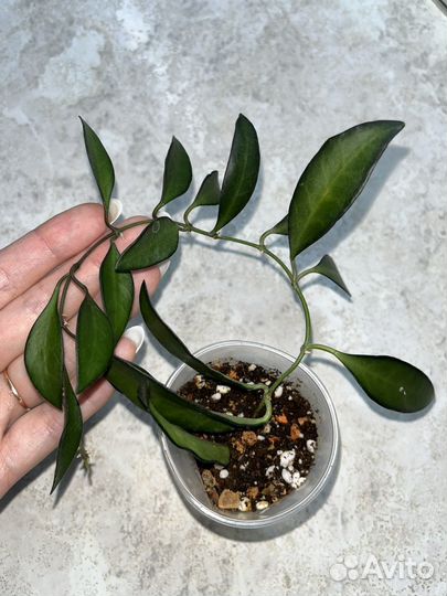 Хойи разные