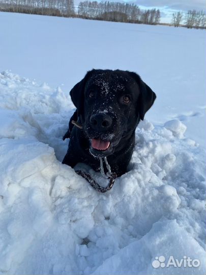 Вязка лабрадор ретривер