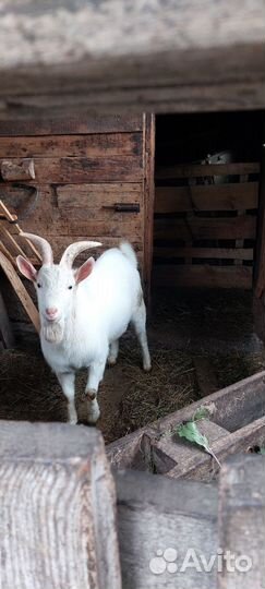 Козел зааненский