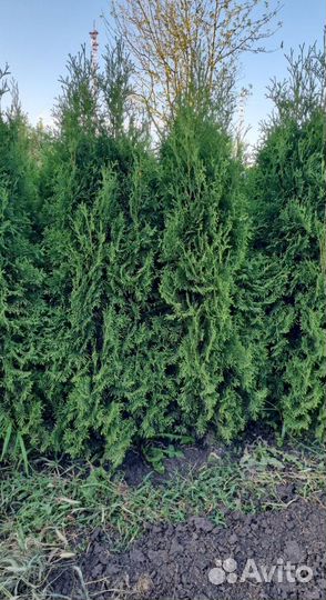 Туя Колумна