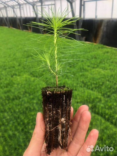 Сеянцы ели зкс опт