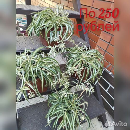 Комнатные растения