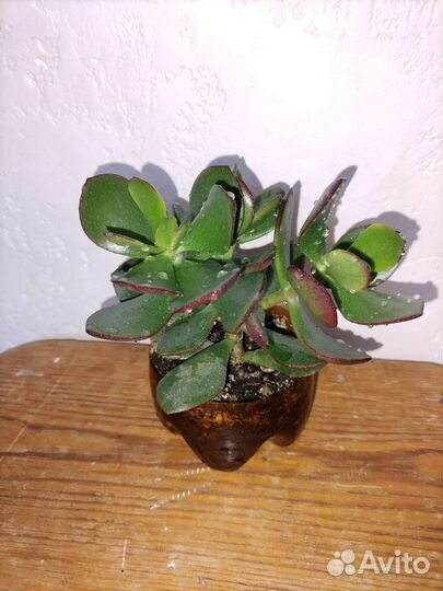 Денежное дерево (толстянка)