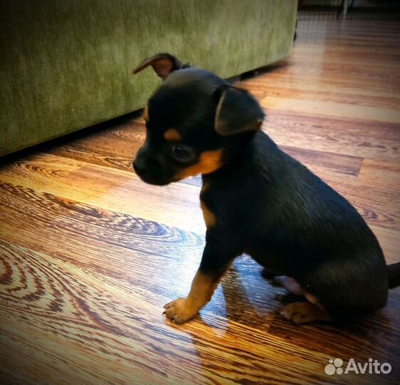 Мини той-терьер щенки