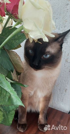 Тайский кот ищет невесту)