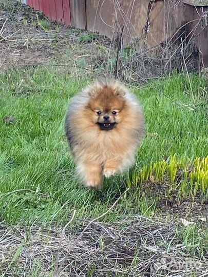 Вязка малый немецкий шпиц