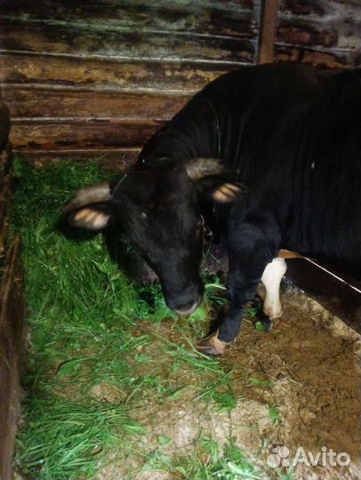 Быки на мясо живым весом