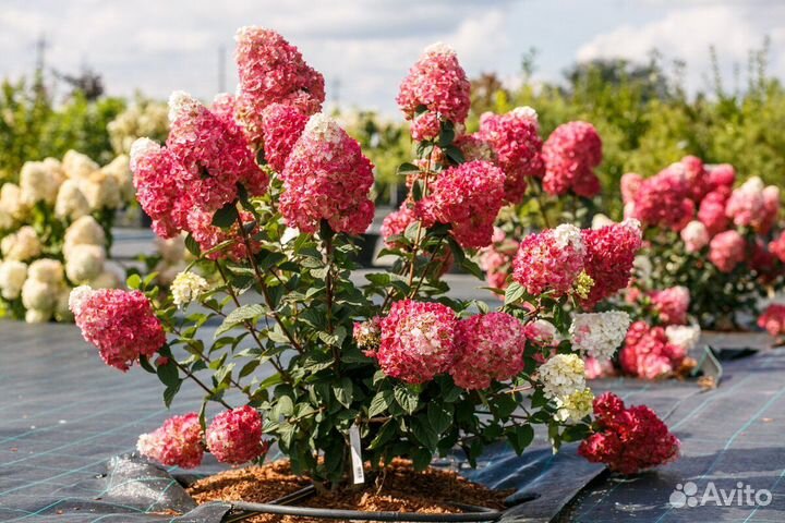 Гортензии метельчатые, новинки (апрель-май)