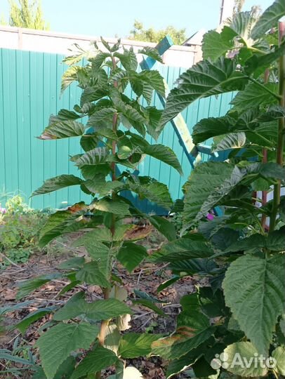 Саженцы малины, персика, унаби,тарусы, гибискуса