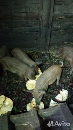 Венгерская мангалица