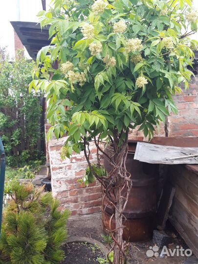 Бузина красная